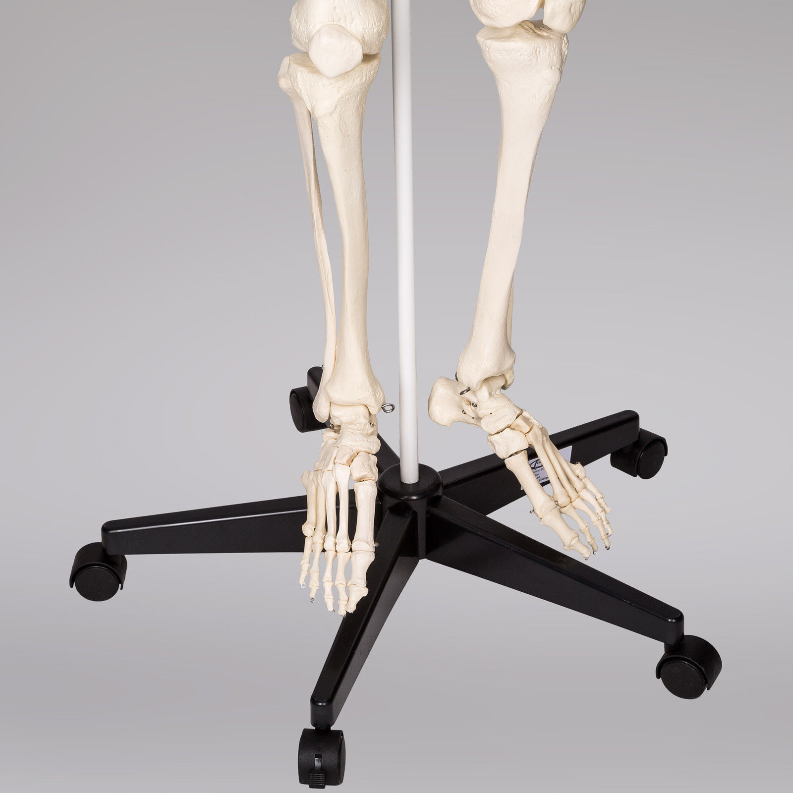 Modèle Anatomique du Squelette Humain - 181,5 cm, Grandeur Nature