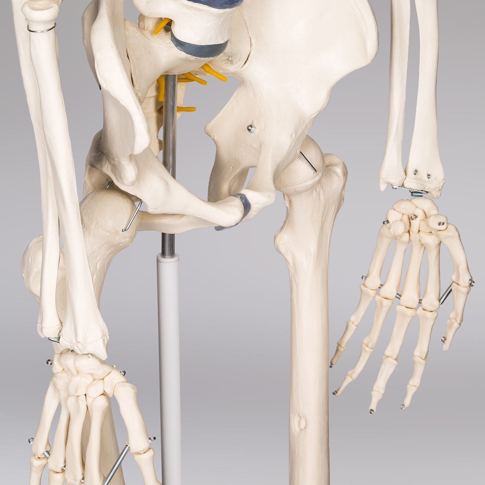 Squelette Anatomique Humain Max - YLEA